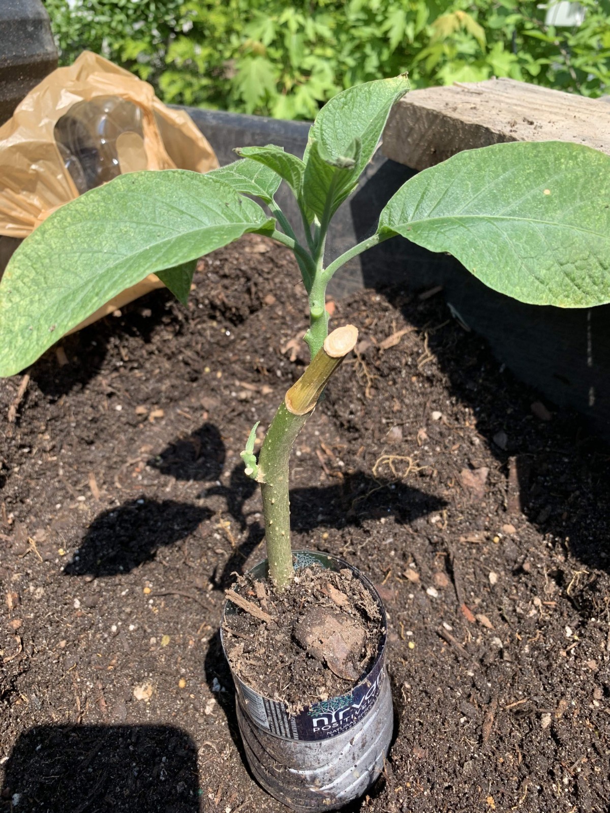 6-8 inches tall Yellow Angel Brugmansia Angel Trumpet Live Plant