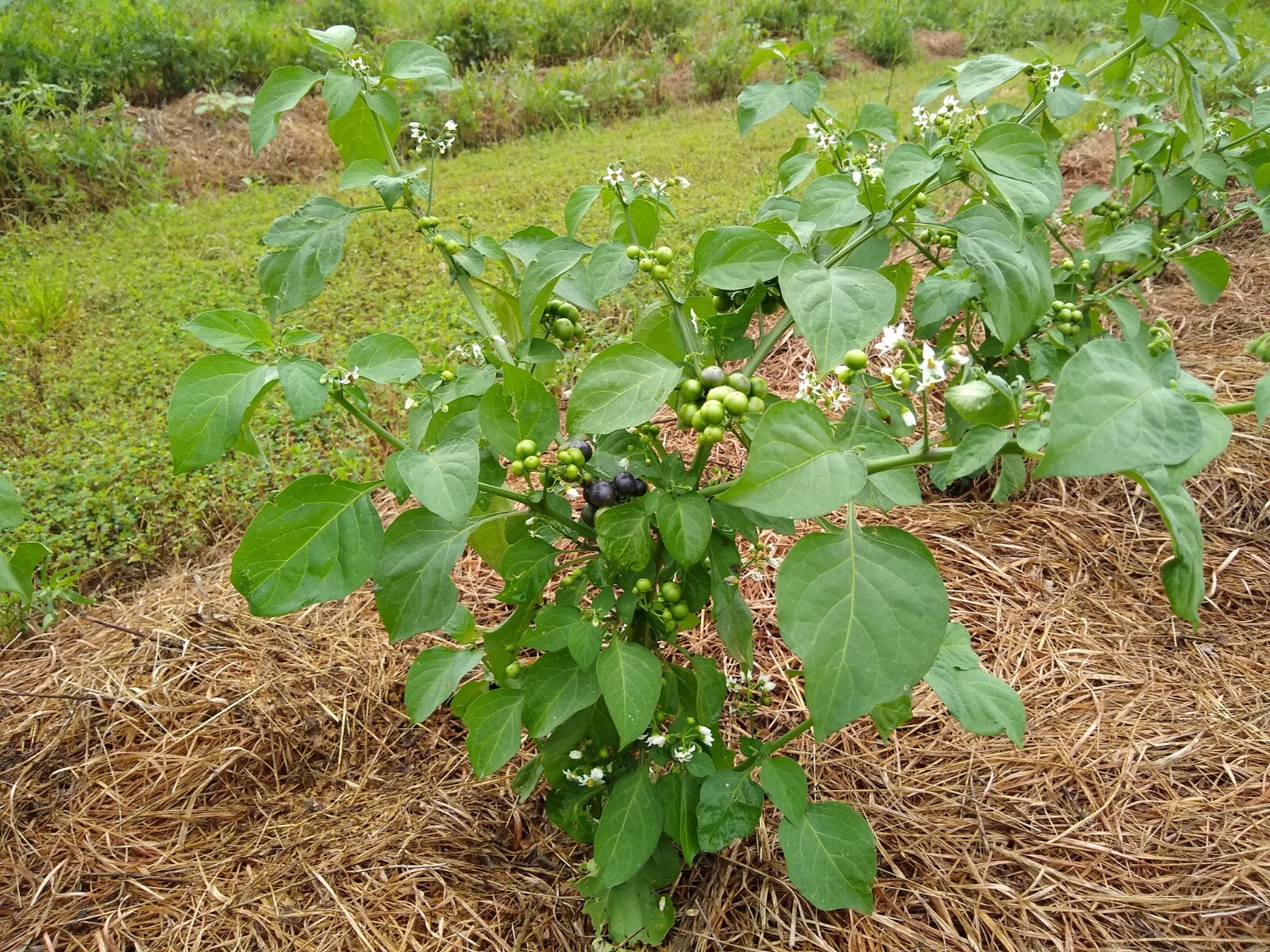 Garden Huckleberry Seed (Solanum melanocerasum) ~ 100 to 10,000 seeds