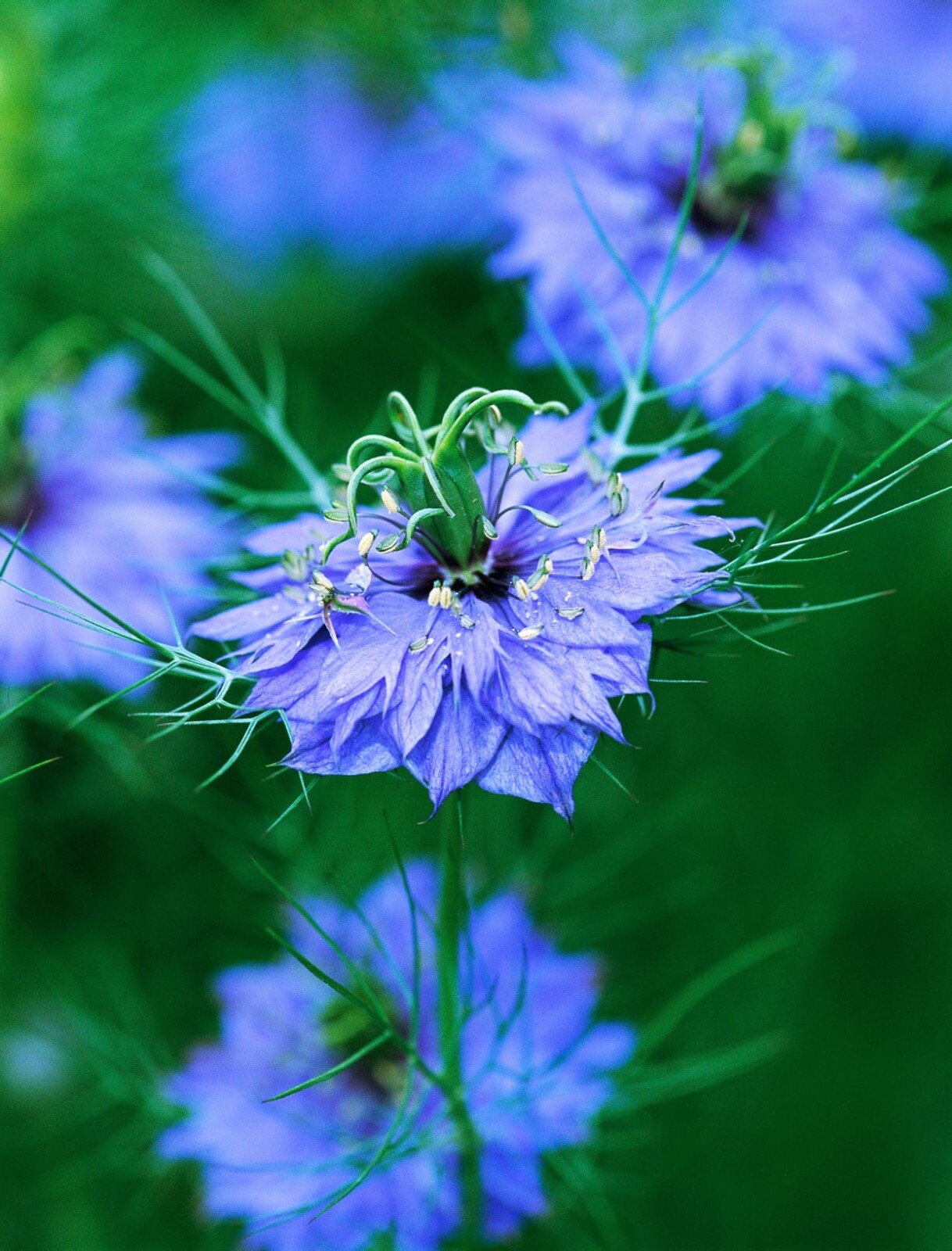 Nigella Double Blue for cutting 50 seeds