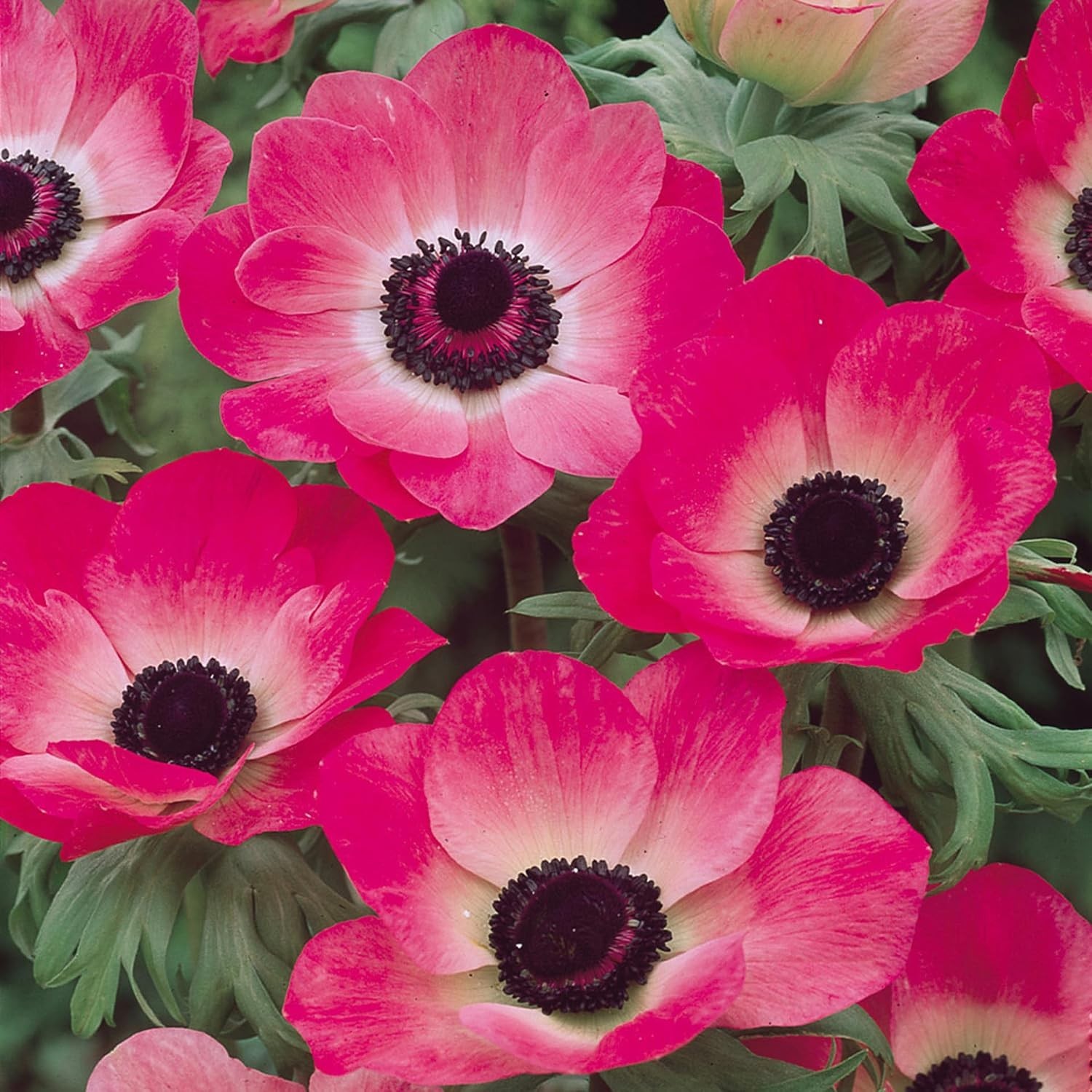 100+ Perennial Anemone Flower Seeds – Fragrant, Non-GMO, All-Season Ornamenta…