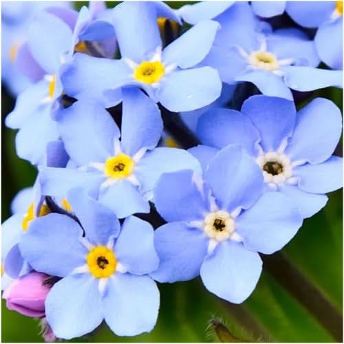 Blue Forget-Me-Not Seeds For Planting (Myosotis sylvatica)