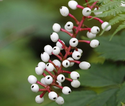 BANEBERRY WHITE Actaea Pachypoda Alba – 10 Seeds