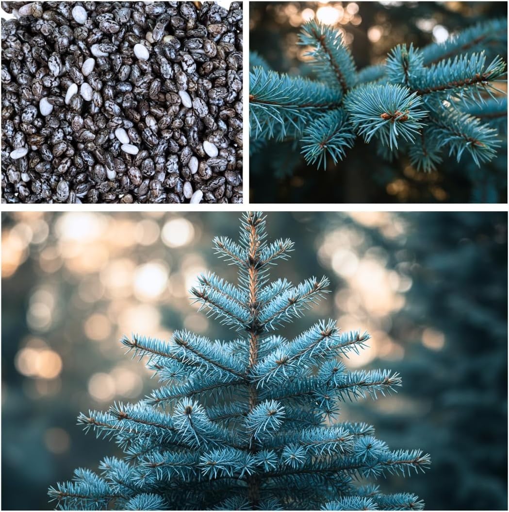 Plant 100 Blue Spruce Seeds Picea pungens glauca for Bonsai or Landscaping