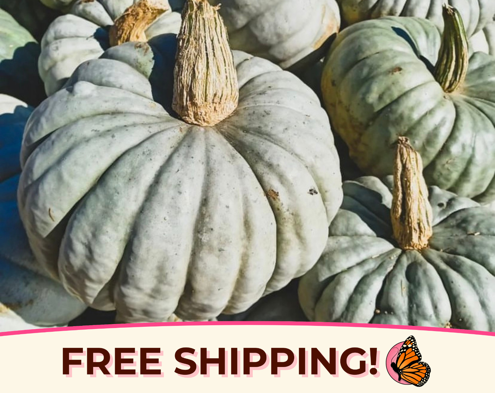 12+ Pumpkin Seeds ‘Jarrahdale’ | RARE Heirloom, Non-GMO, Vegetable Garden, USA