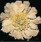Scabiosa ochroeleuca Yellow 1,000 seeds