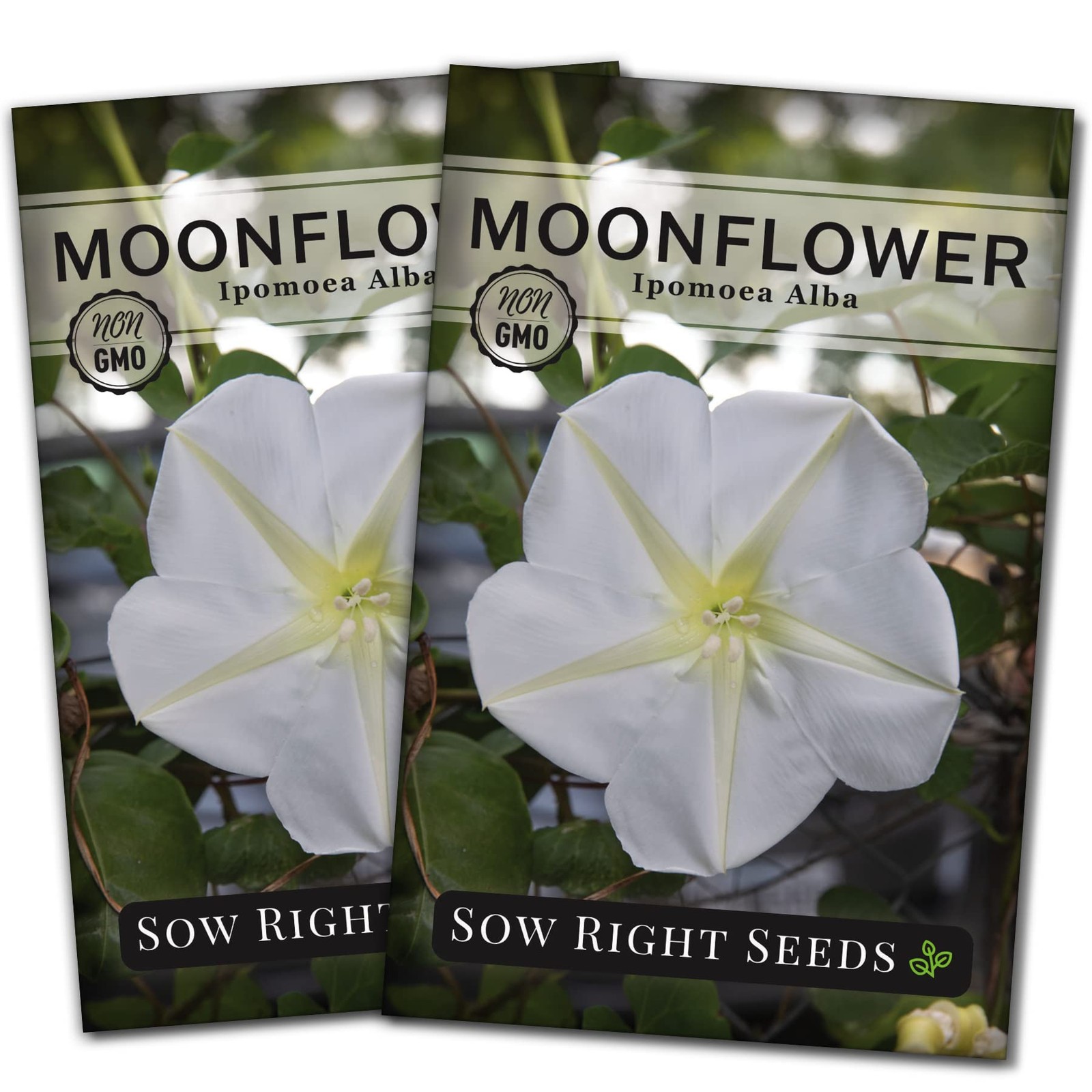 Moonflower Seeds for Planting Ipomoea alba Vining Plant NonGMO Heirloom …