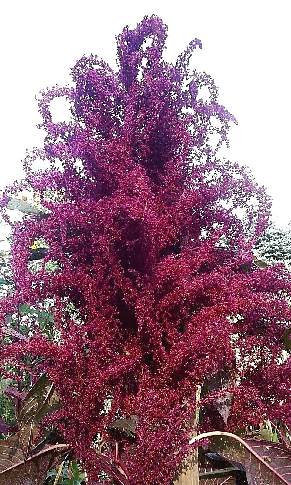 Purple Fountain Giant Amaranth 50 Seeds Heirloom 8 FT TALL! Comb. S/H