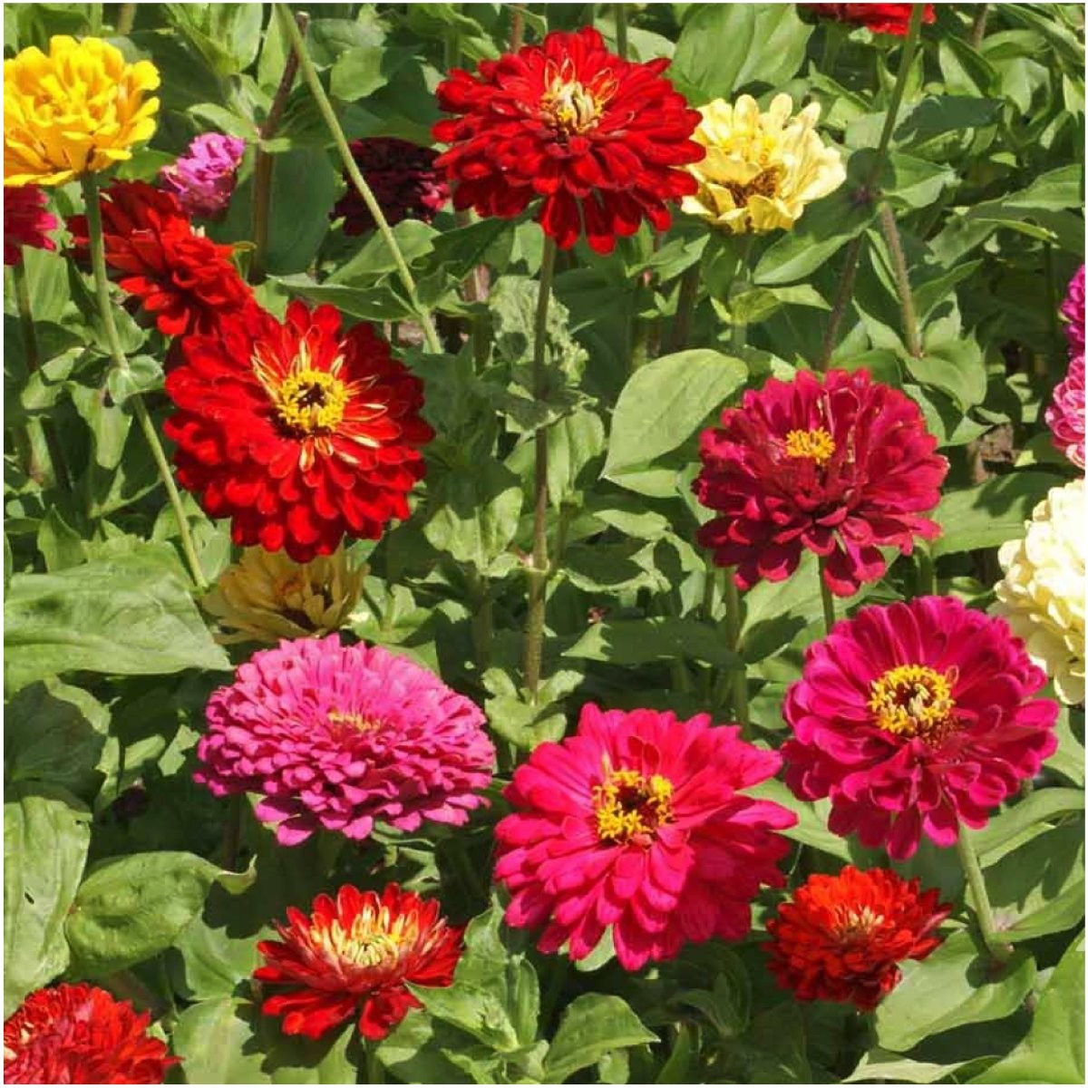 , Mixed State Fair Zinnia Seeds – 250 Heirloom Seeds for Planting Zinnia Eleg…