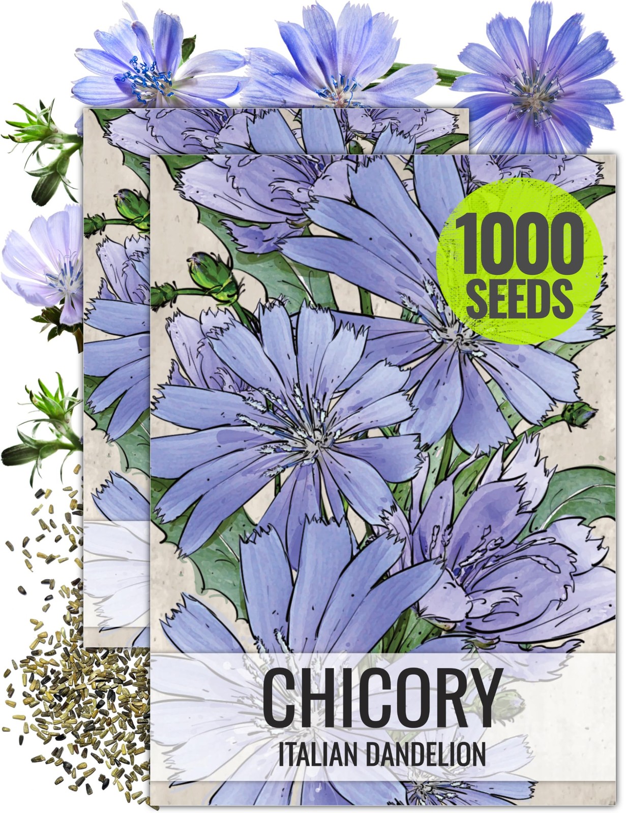 Chicory Seeds Cichorium Intybus Perennial Wildflower Blue Sailors Butterfly Gard