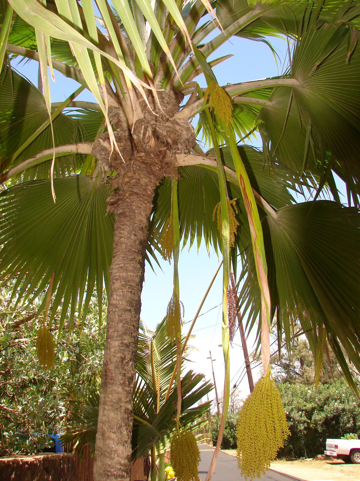 Dwarf Fiji FAN Palm Pritchardia thurstonii Rare LAU FAN Palm 100 Fresh Live Seed