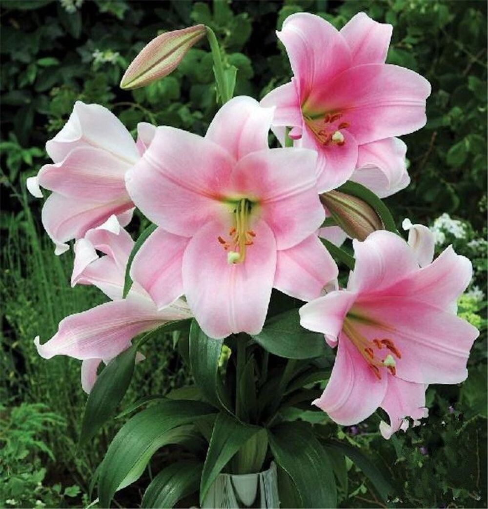20 SEEDS for Light Pink LILY RARE flower Bloom exotic garden plant USA Seller
