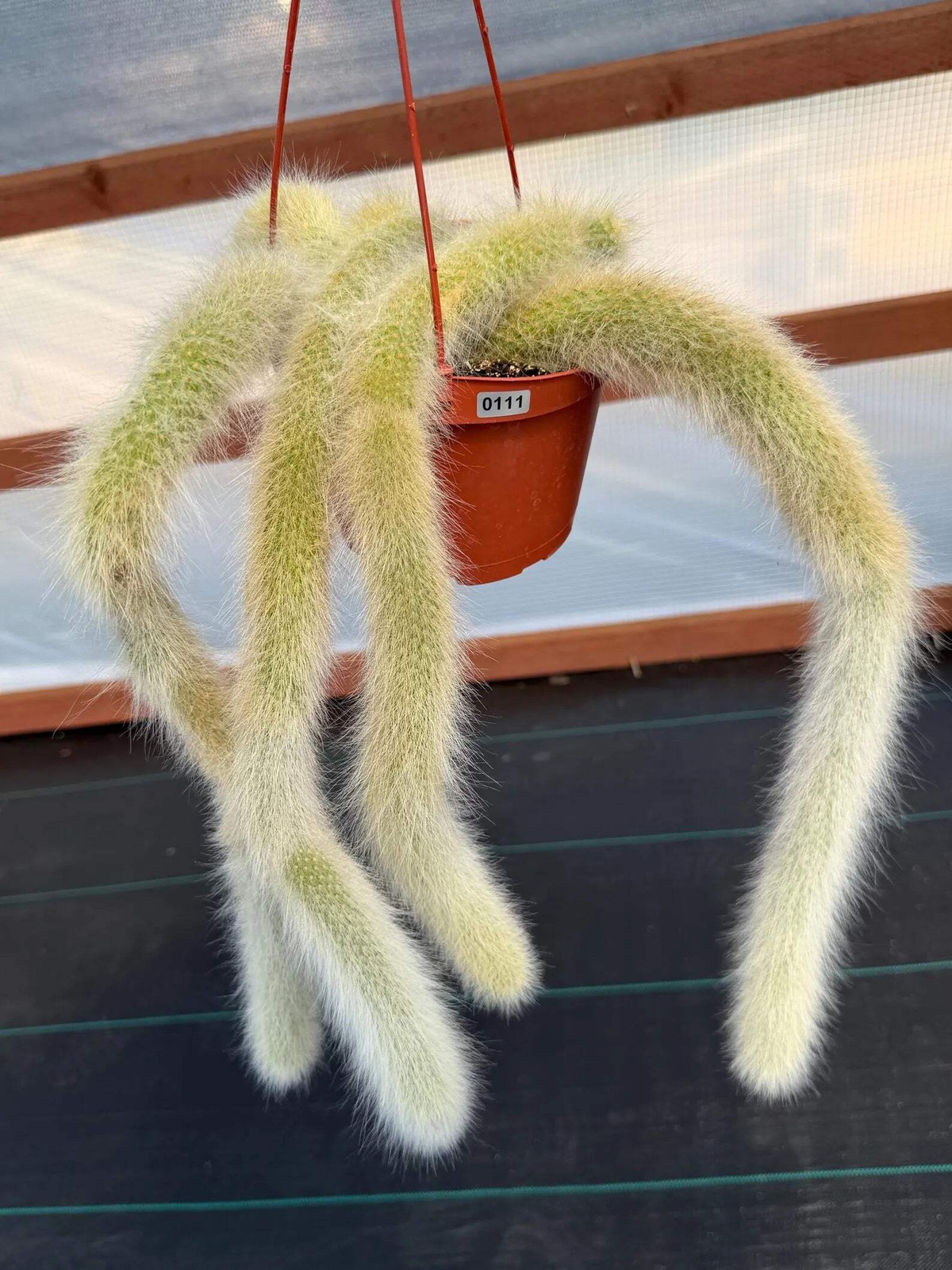 Hairy Monkey Tail Cactus | Rare White‑Hair Clone | Fuzzy Trailing Succulent