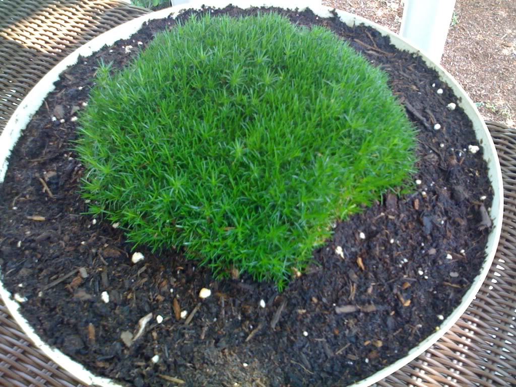50 IRISH MOSS Groundcover Heath Pearlwort Sagina Subulata White Flower Seeds