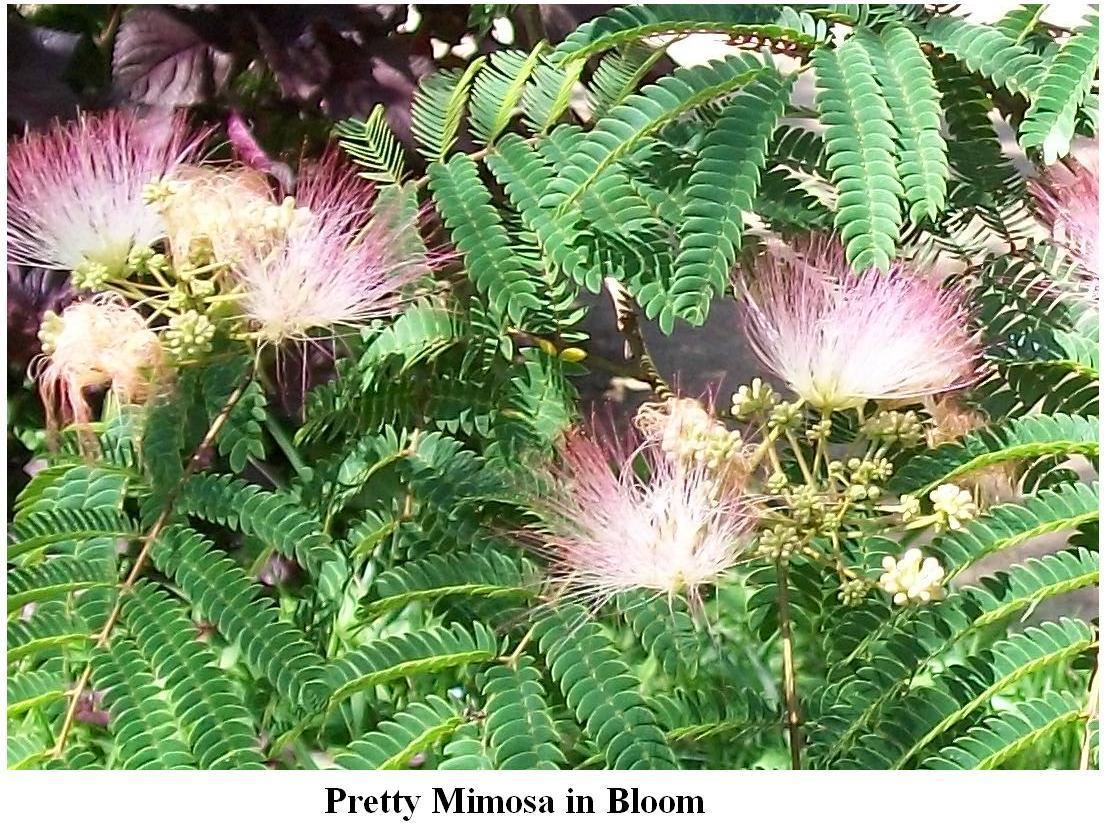 Wild Mimosa Sweet Smelling Pink n’ White Colored Flowering Tree 25 Seeds USA