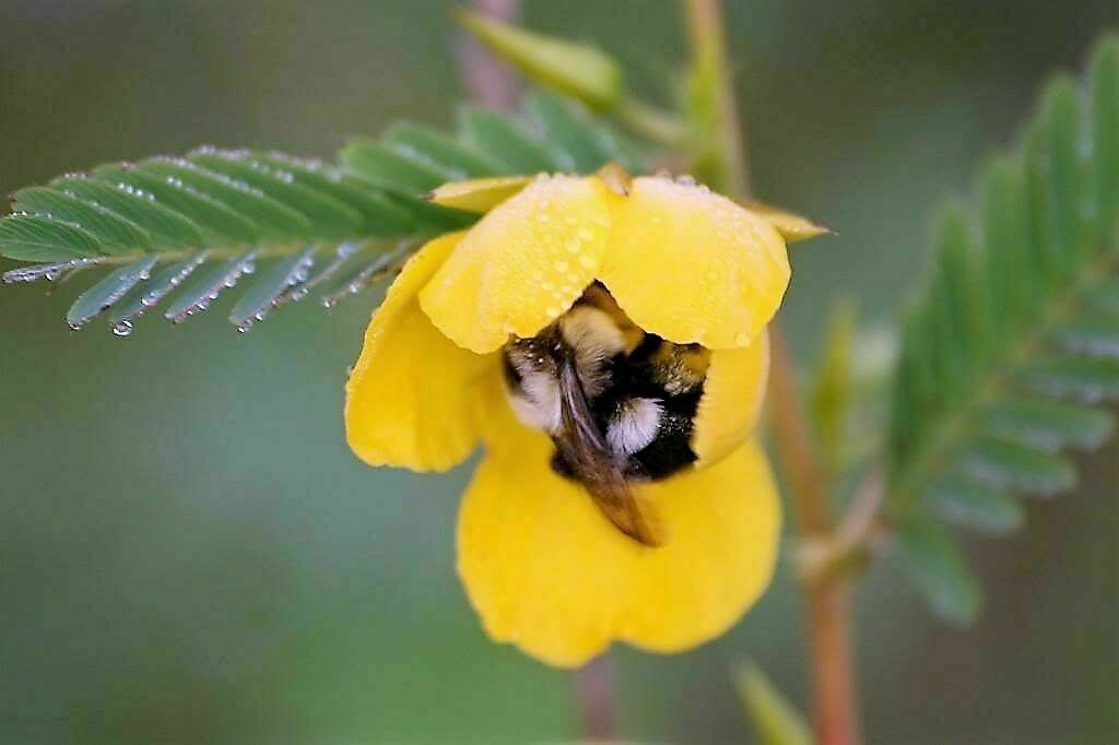 Sensitive PARTRIDGE PEA Chamaecrista Flower Seeds (250 to 3500 SEEDS)