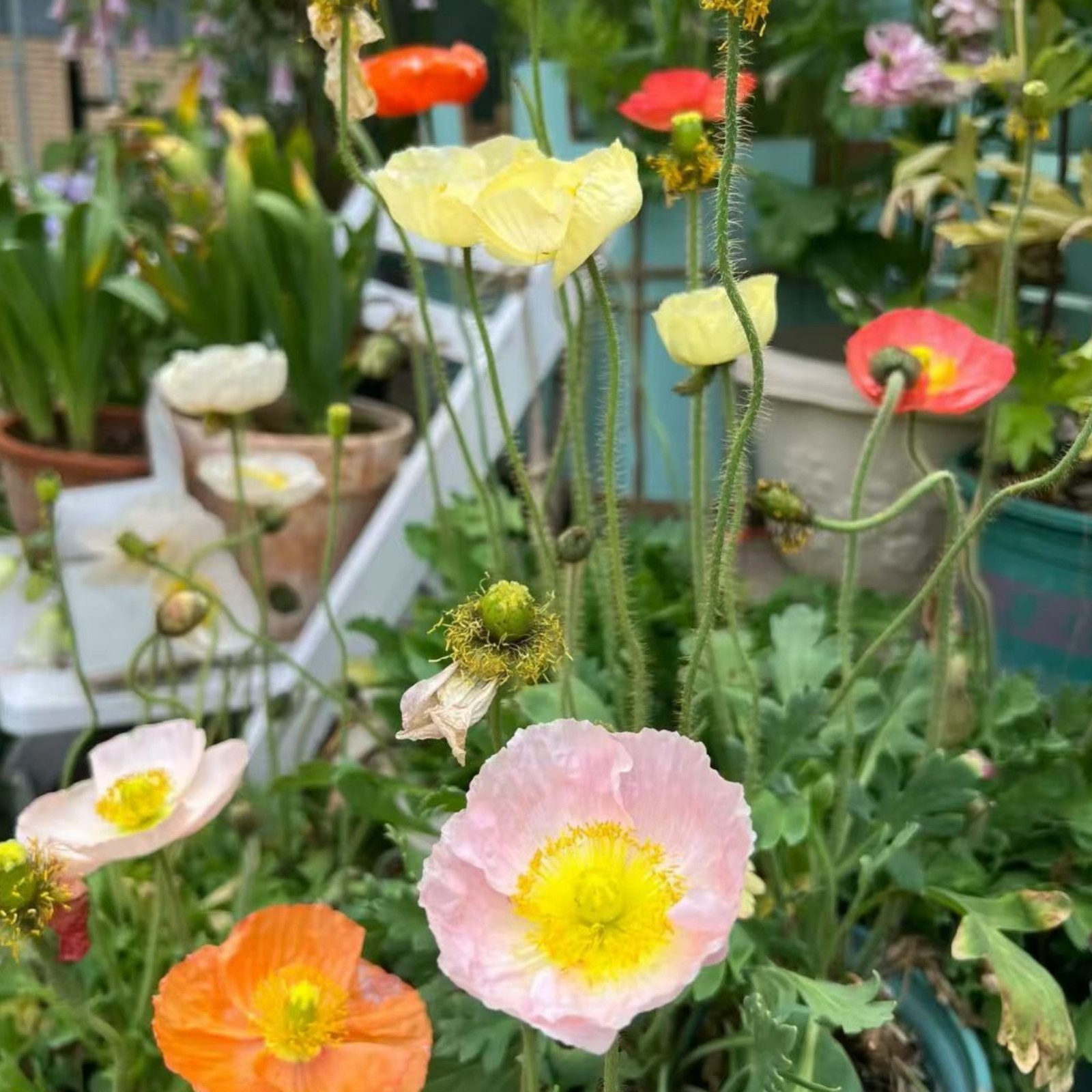 1000 Iceland Poppy Seeds – Mixed Colors Papaver nudicaule Heirloom Wildflower