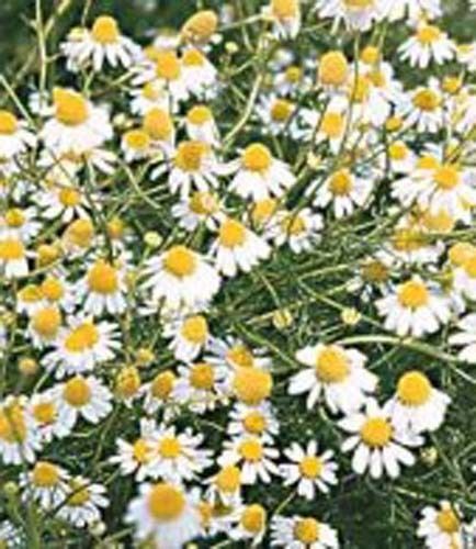 Chamomile German Garden Herb By Seed Kingdom 400 Seeds