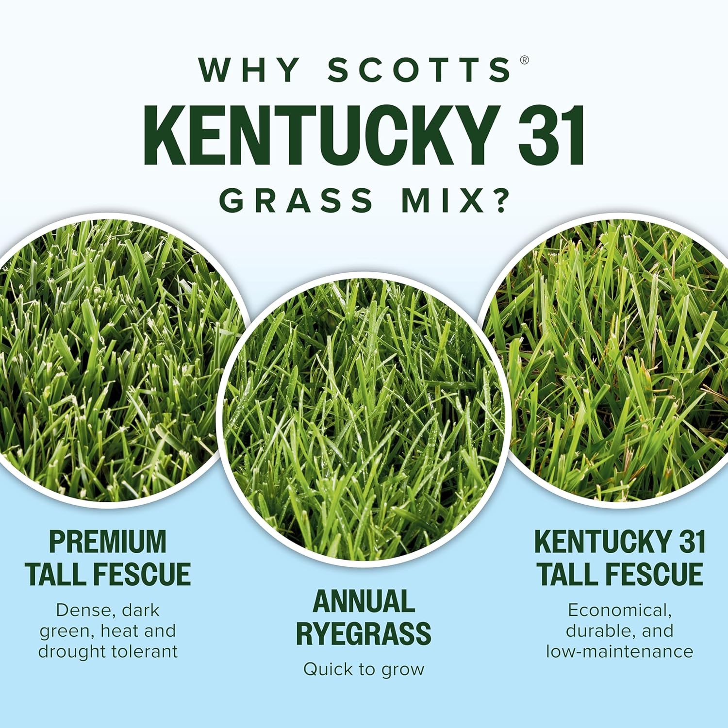 Scotts Kentucky 31 Grass Seed Mix for New Lawns or Overseeding, Grows Thicker an