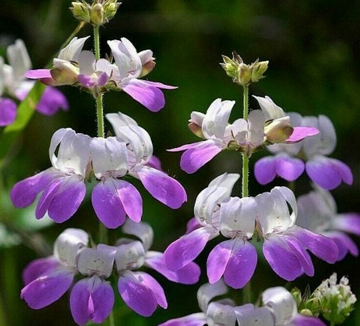 CHINESE HOUSES FLOWER SEEDS 1000+ annual GARDEN bees BUTTERFLIES FREE SHIPPING