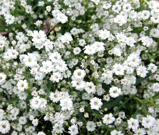 CREEPING BABY’S BREATH Gypsophila Repens – 5,000 Bulk Seeds