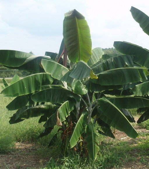 Musa thomsonii RARE HARDY BANANA Exotic Seeds!