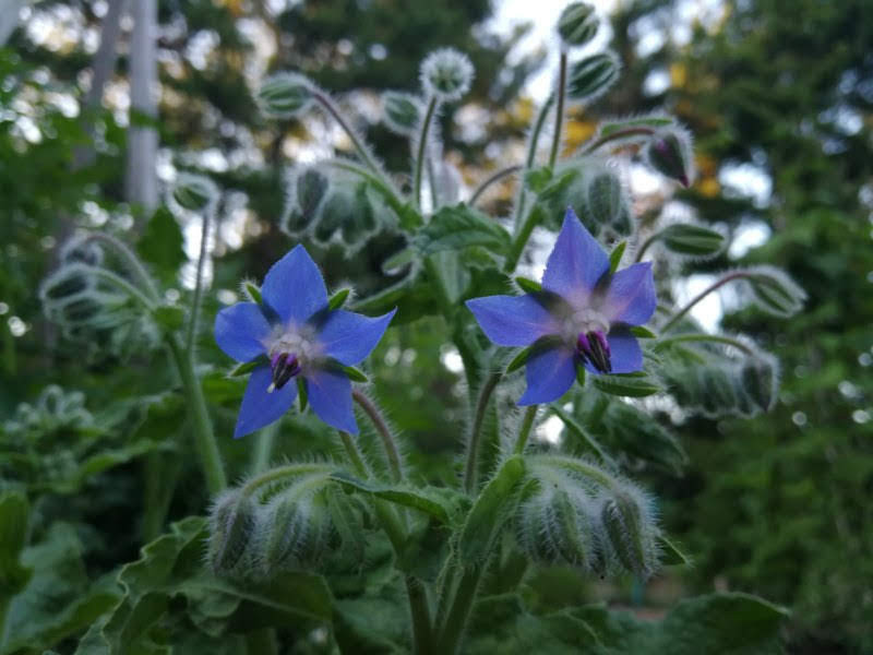 100 Borage Herb Seeds, Borago officinalis, Starflower Edible Bee Bush Bee Bread