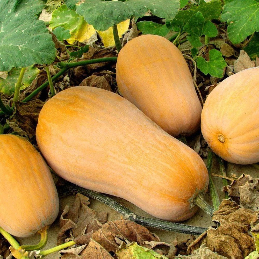 Butternut Squash Seeds | USA Garden Vegetable Winter Pumpkin Waltham Seed 2024