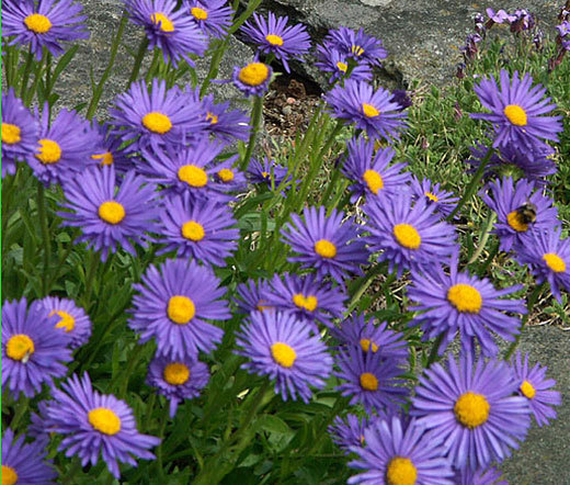 ASTER ALPINE BLUE Aster Alpinus – 550 Bulk Seeds