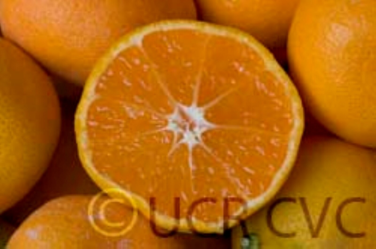 California only!! Owari Satsuma Semi-Dwarf Mandarin 25-36″ tall