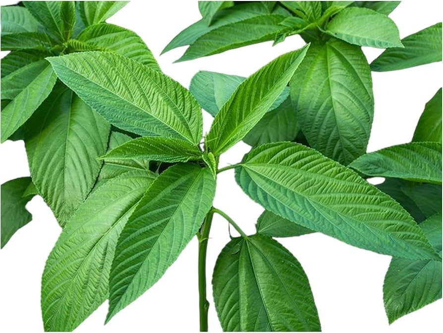 Paat Shak Bangladeshi Jute Seeds ( 10 Grams ), Egyptian Spinach Edible Jute Leaf