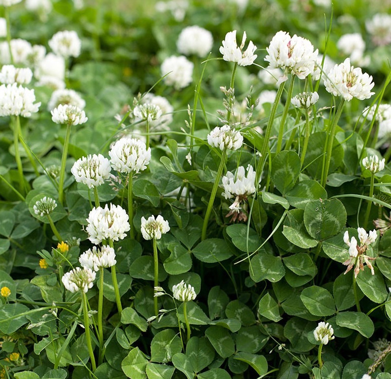 White Clover Seed, White Dutch Clover (1 lb. Pack), approx. 800,000 Seeds