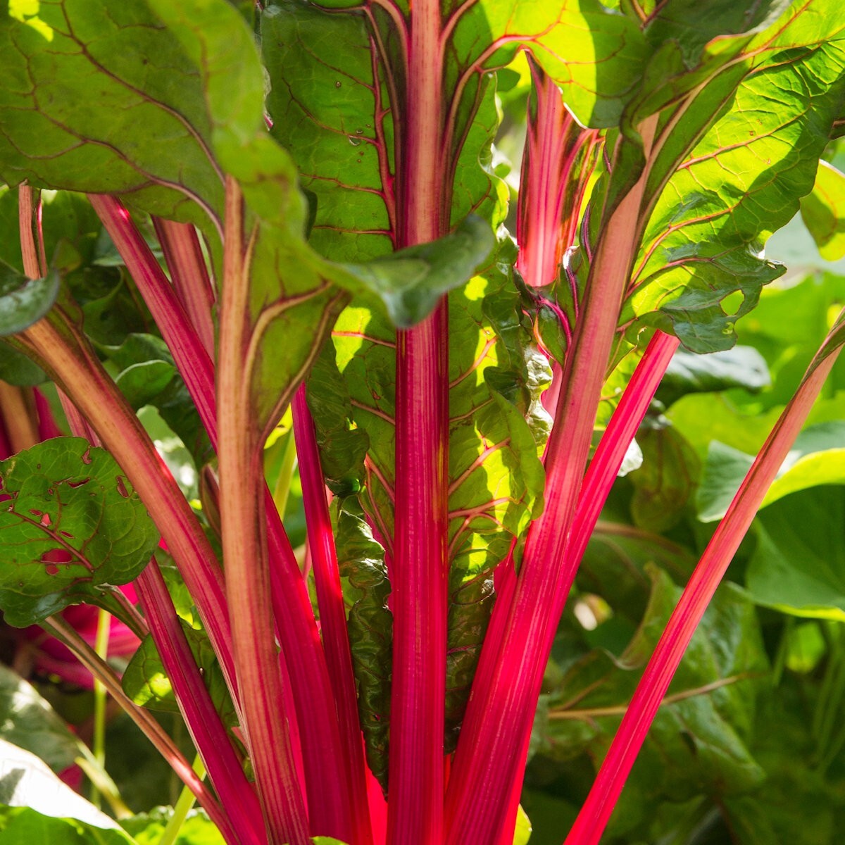 200 Rhubarb Red Swiss Chard Seeds – Everwilde Farms Mylar Seed Packet