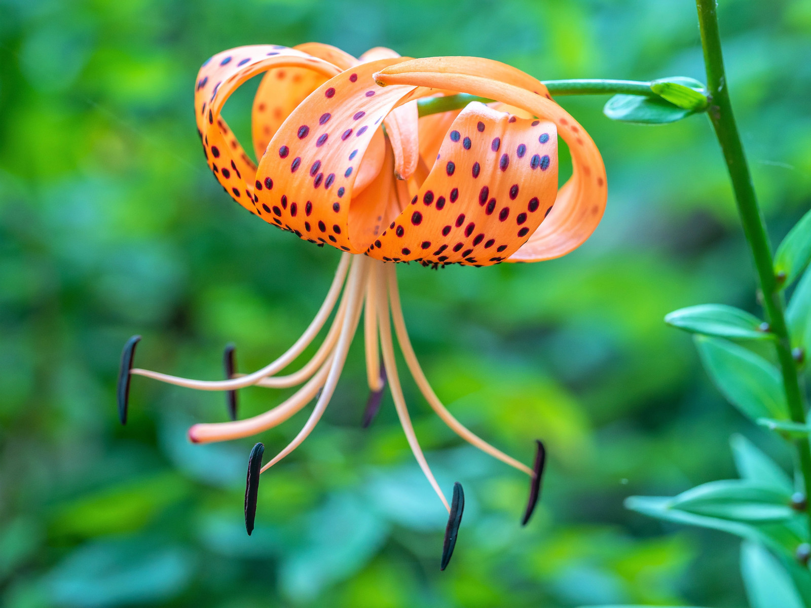 15 WESTERN HYBRIDS LILY Tiger Leopard Lemon Alpine Color Mix Lilium Flower Seeds