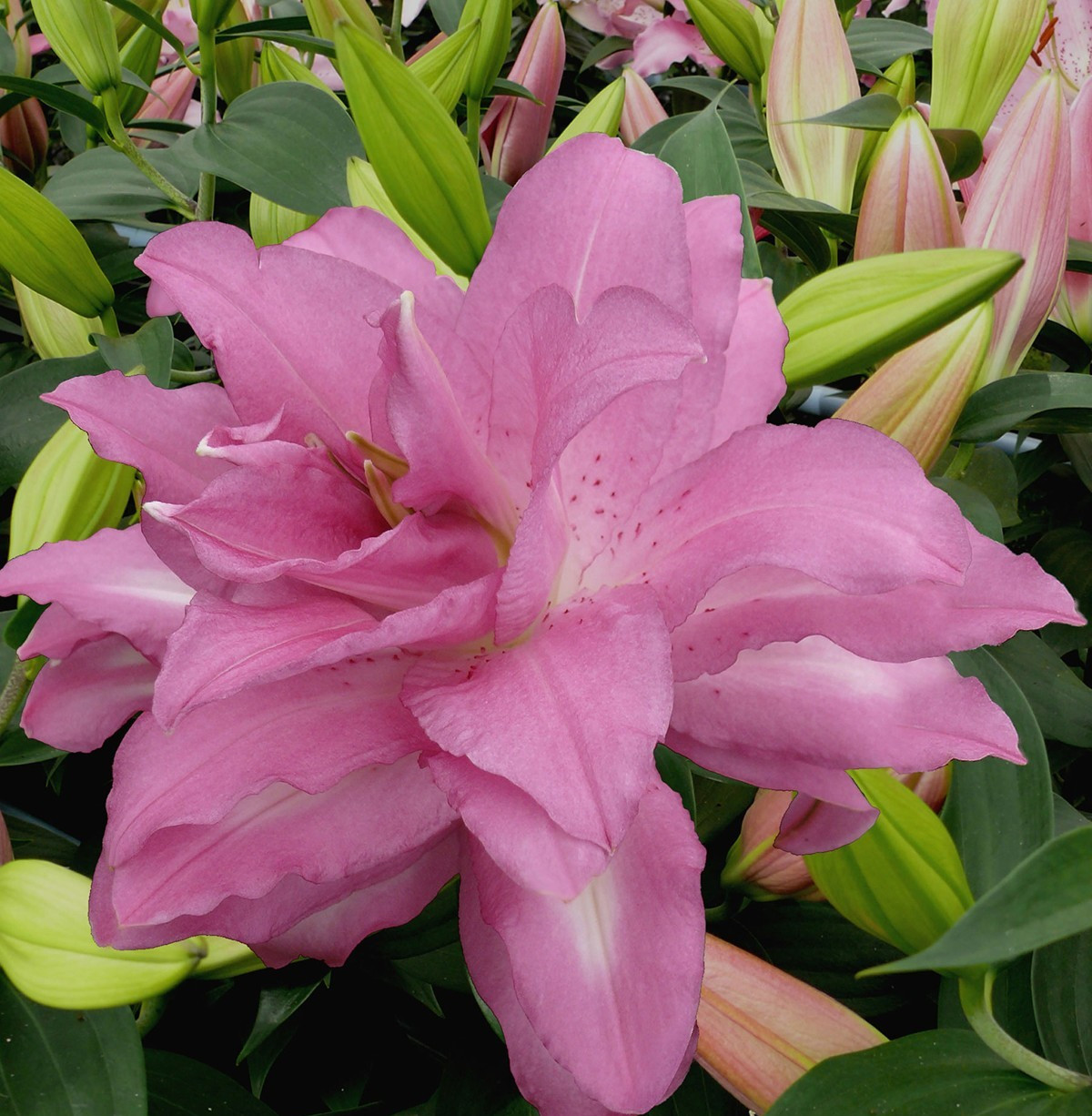 DOUBLE ORIENTAL LILY LOTUS BREEZE 2 – Flower Bulbs PERENNIAL Eye Catching Blooms
