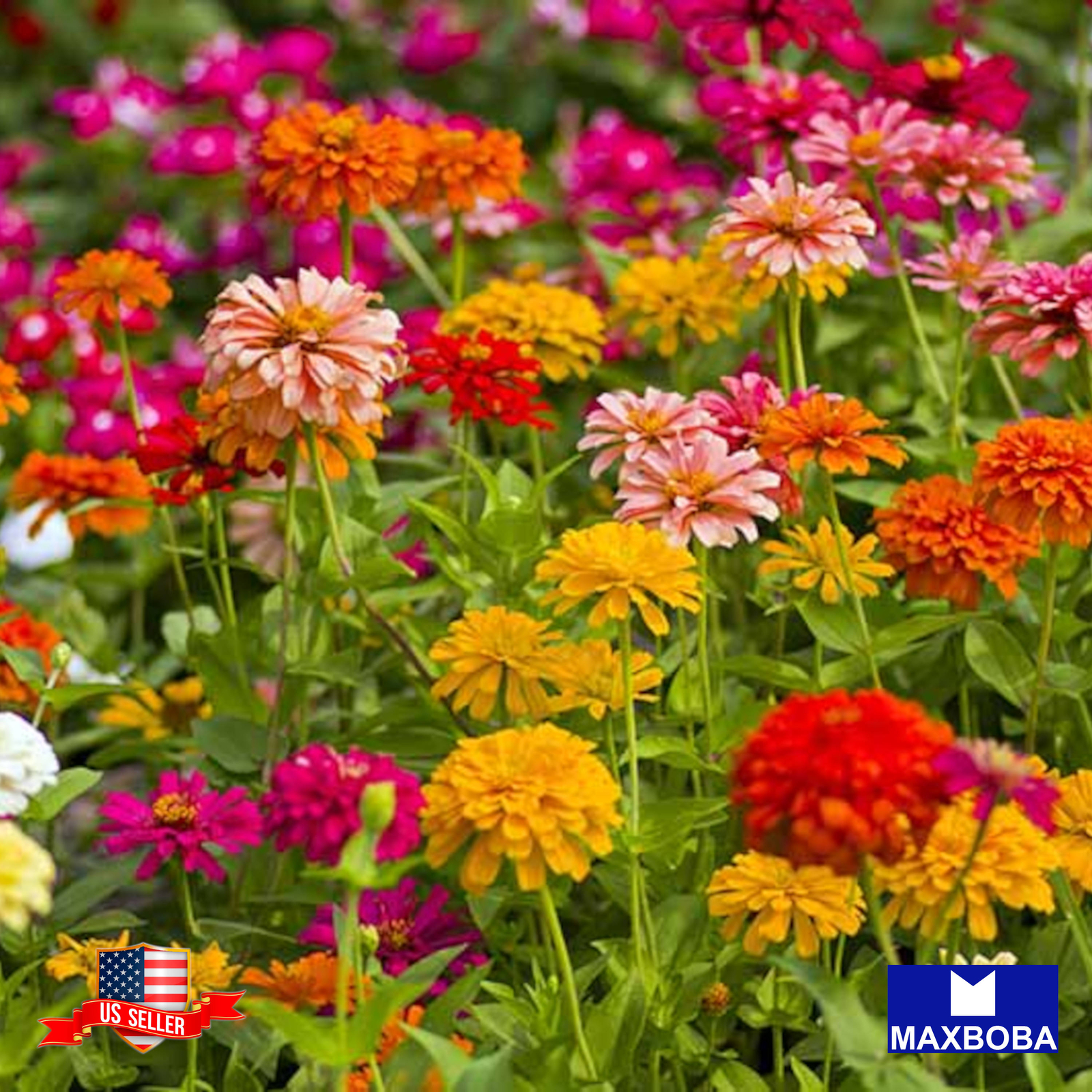 Fresh!! Zinnia Seeds Non-GMO