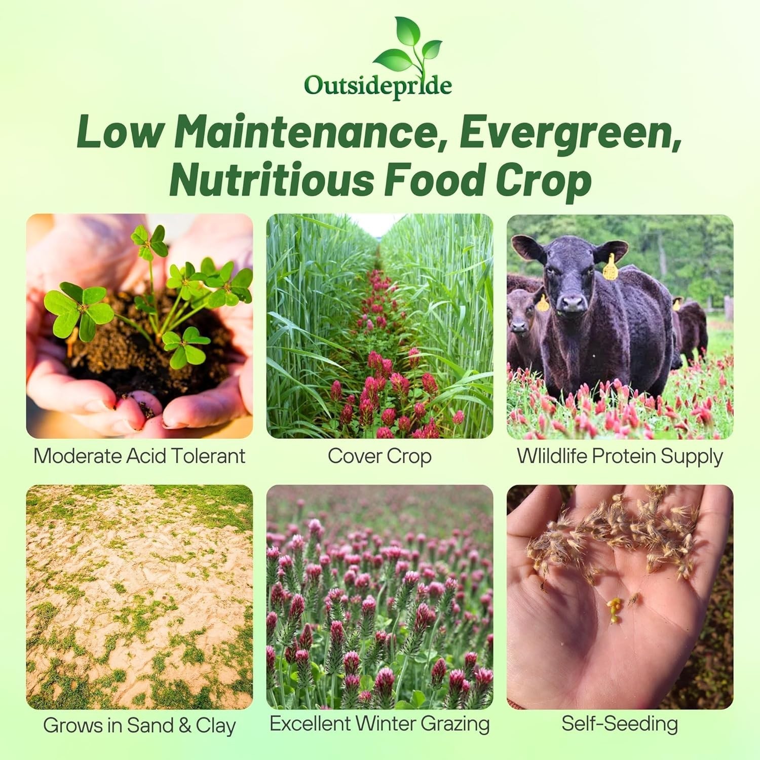 Crimson Clover Seeds – 10 lbs Nitrocoated, Perfect for Lawns & Soil Enrichment