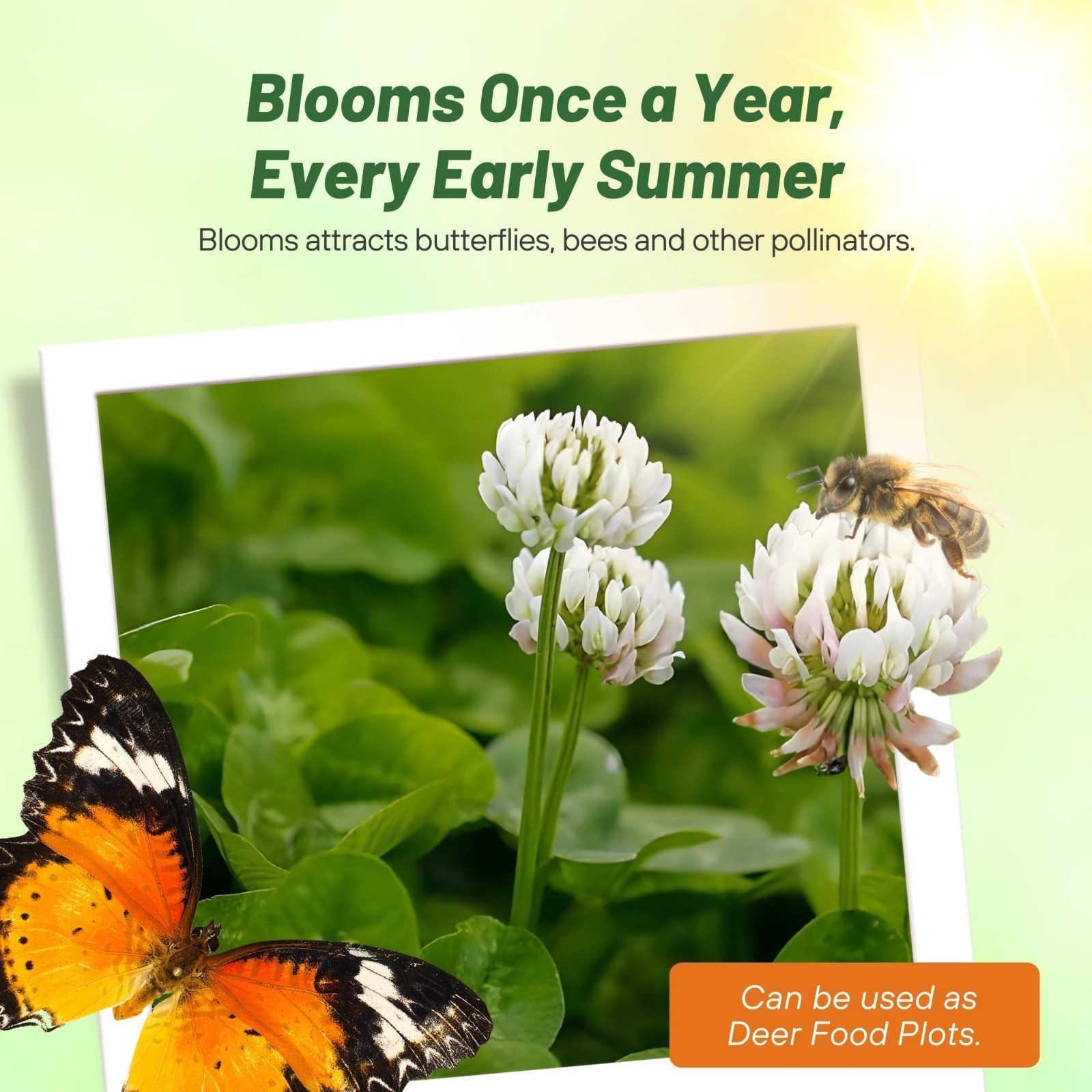 Perennial White Dutch Clover Seed – 5 lbs, Nitrocoated, Inoculated, Lawn Alterna