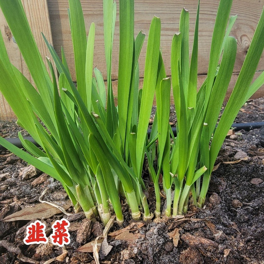 Organic Non-GMO Garlic Chives 60 Live plant 韭菜根 60 裸根耐寒多年生草本植物 有机 非转基因