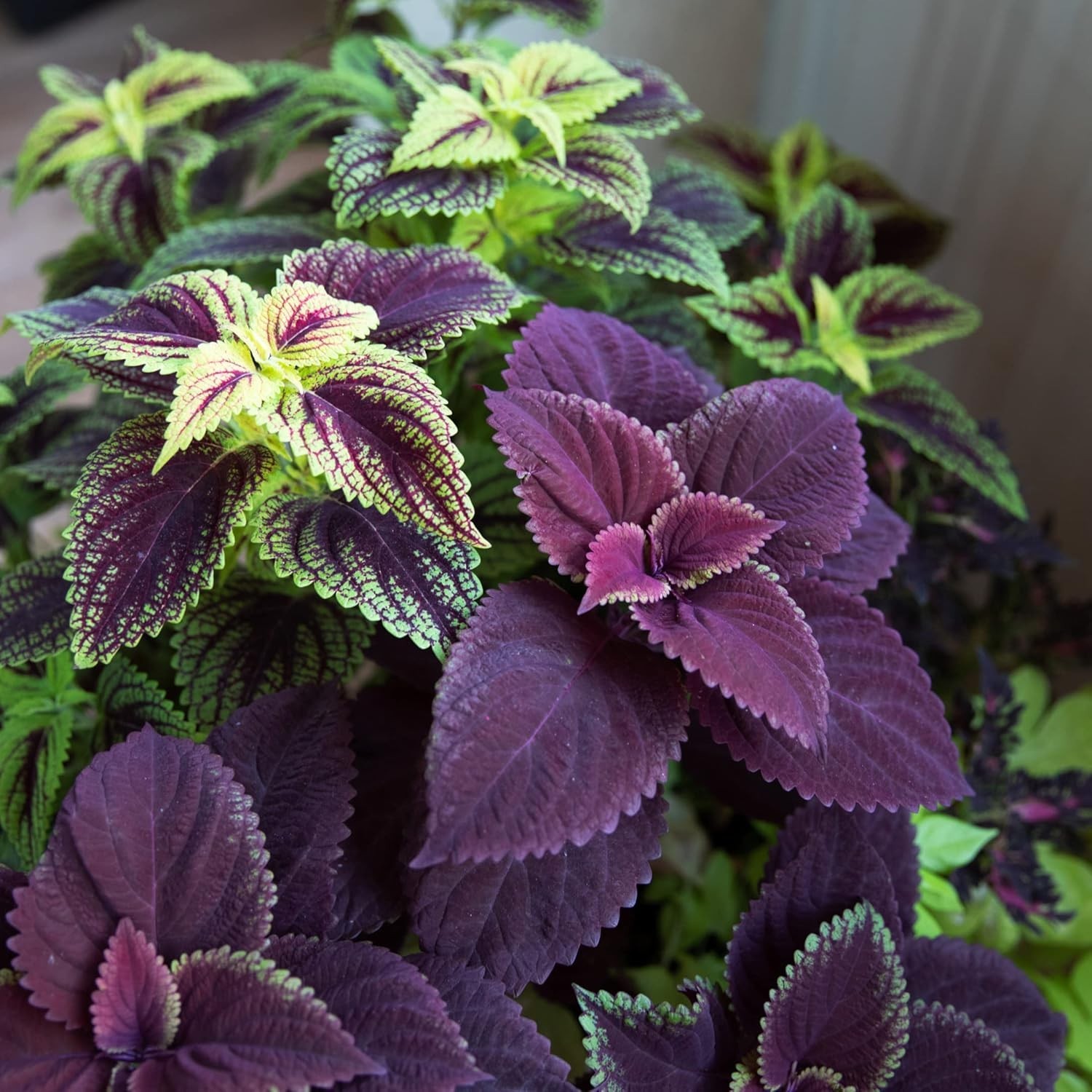 Giant Exhibition Coleus Seeds – Pack of 20 for Lush Indoor & Outdoor Foliage