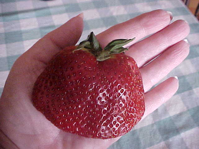 12 SEEDS BIG SWEET MAMA STRAWBERRY PRODUCE SUPER HUGE SWEET STRAWBERRIES ENJOY