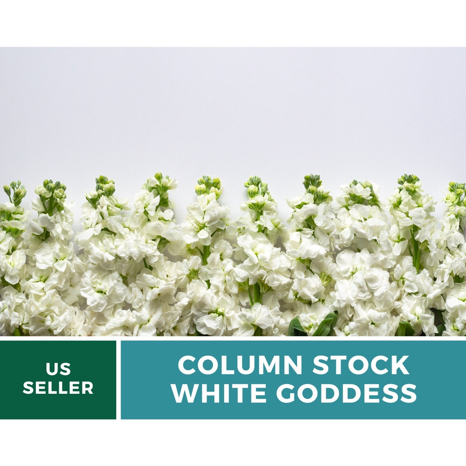 Column Stock, White Goddess – 50 seeds – Heirloom Flower (Matthiola incana)
