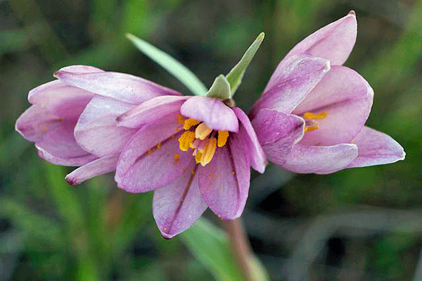 Fritillaria pluriflora | Adobe Lily | 5 Seeds