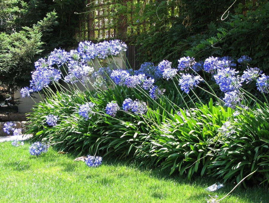 Agapanthus African Blue Plant – 3-6″ Tall – Blue Lily of the Nile for Gardens