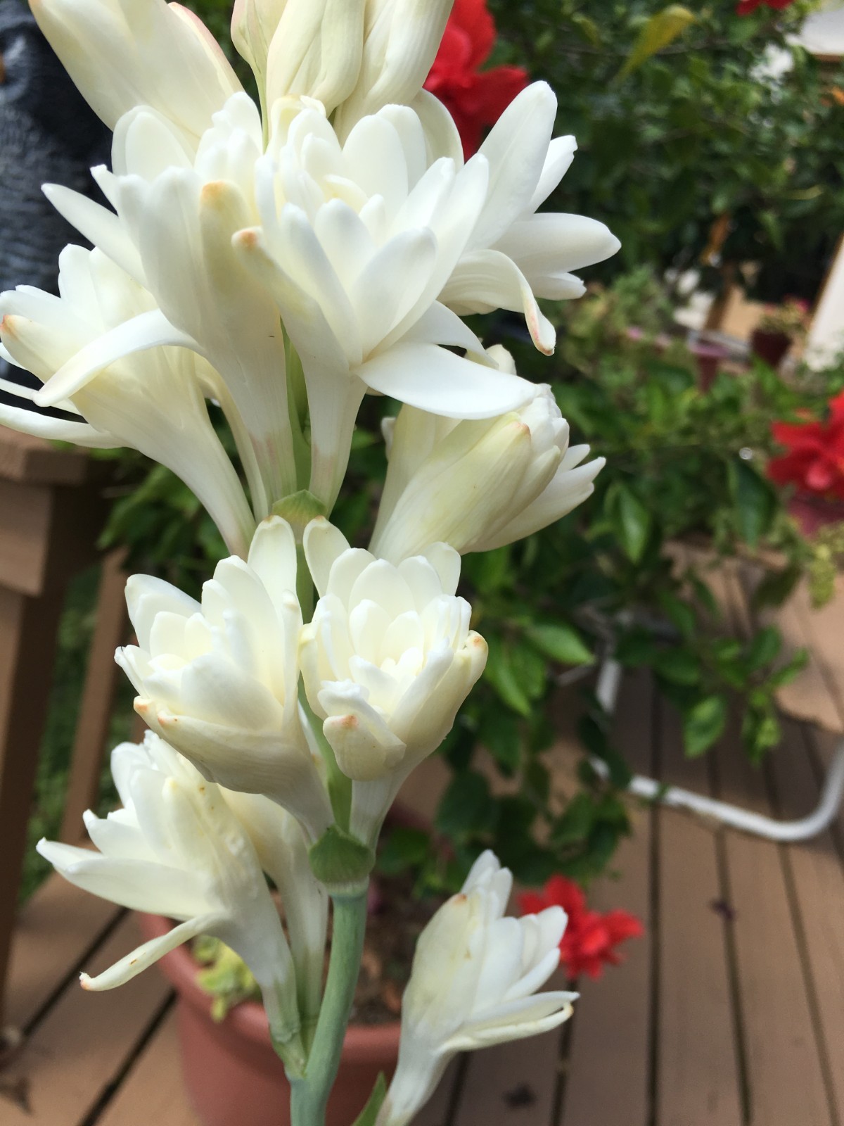 DOUBLE Tuberose – white fragrant flowers – 4 blooming size bulbs various sizes
