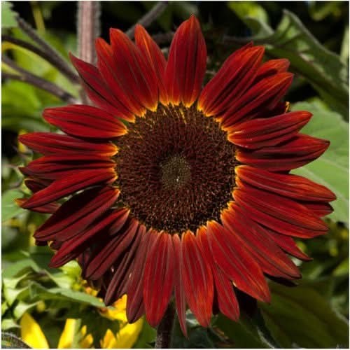 Moulin Rouge Sunflower Seeds For Planting (Helianthus annuus)
