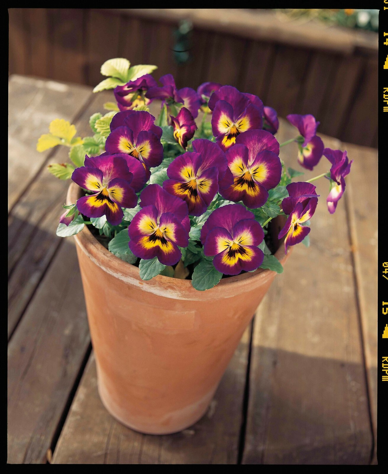 Viola Seeds 50 Seeds Viola ColorMax Berry Pie