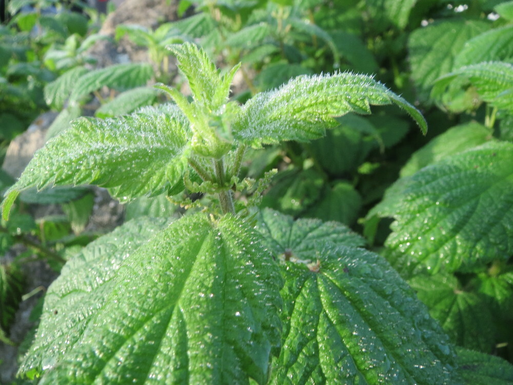Stinging Nettle (Urtica dioica), 100 seeds