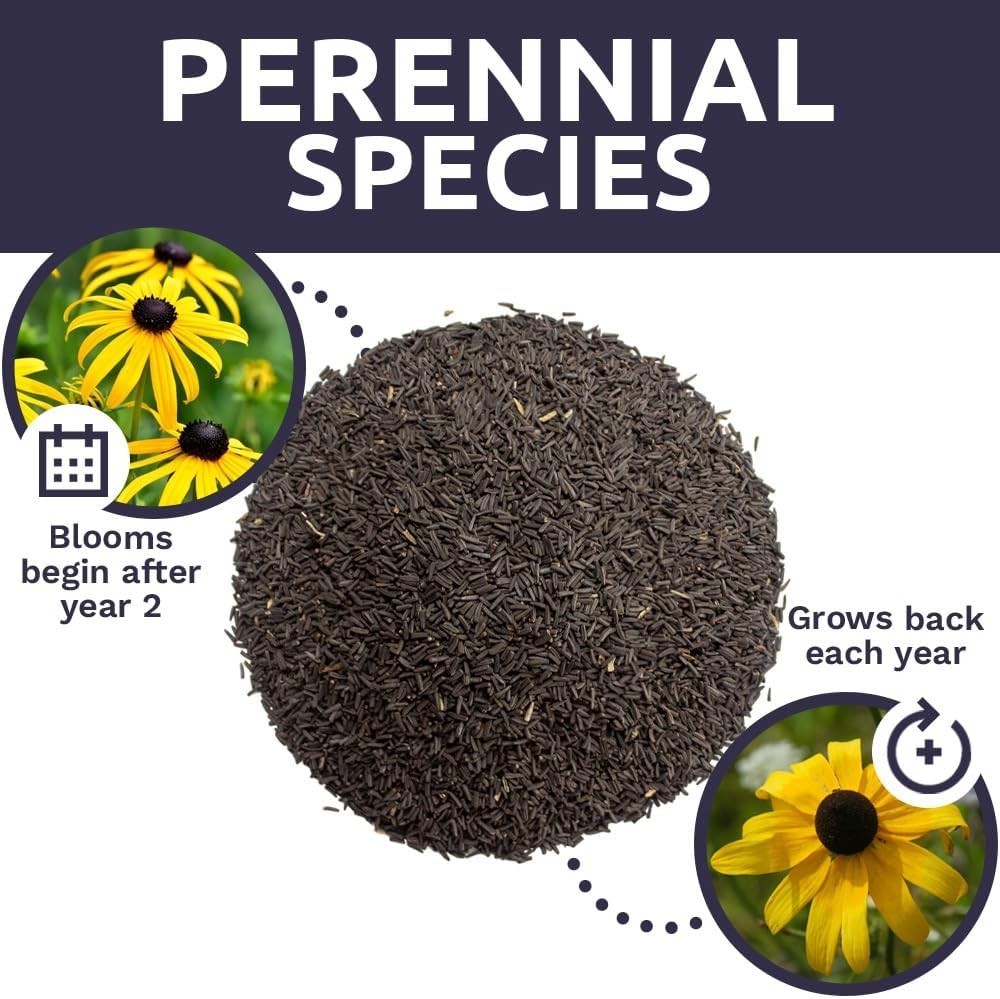 1 Oz Black Eyed Susan Seeds – Vibrant Yellow Wildflowers for Butterfly Gardens