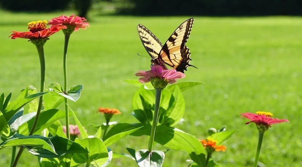 1000+ Wildflower Mix HUMMINGBIRD BUTTERFLY SEEDS – Perennials Annuals Heirloom