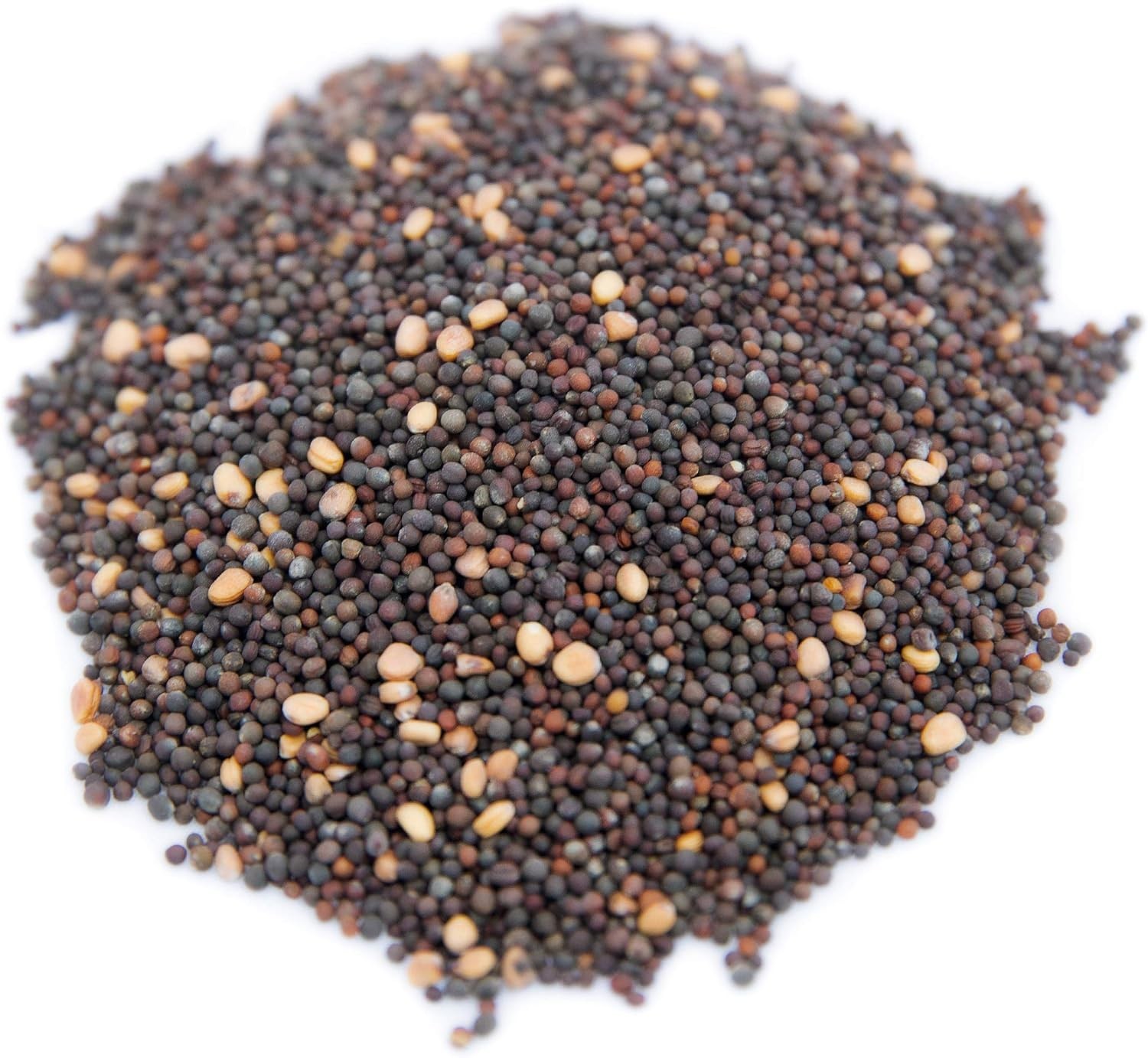 Microgreen Seeds Mix Bulk 1 LB Superfood Growing Kit for Trays New